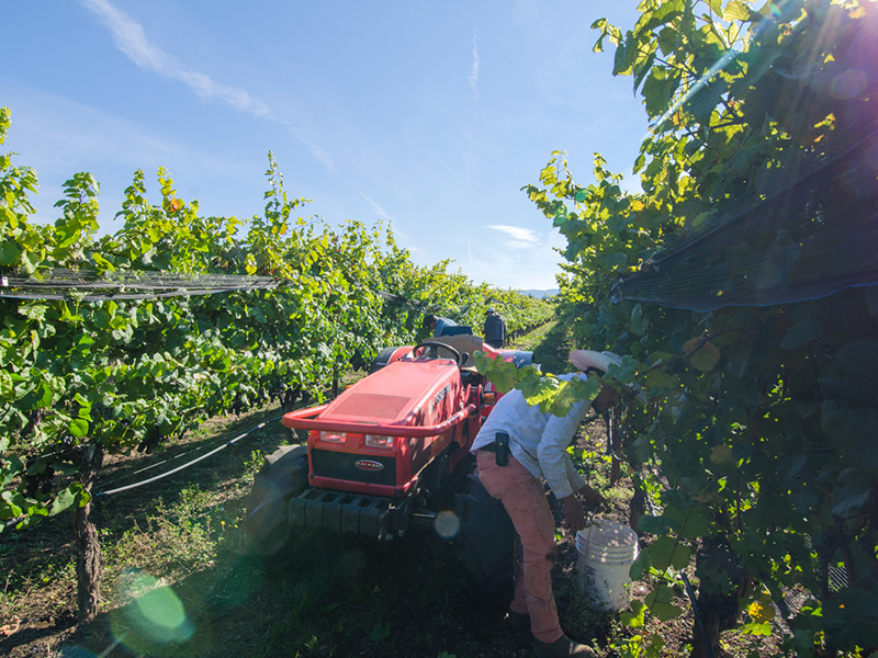 Mt. Hood Winery vineyard harvest under a bright autumn sun